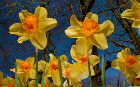 Daffodils_March 14